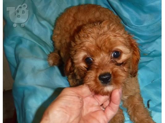 PoulaTo: cavapoo puppies